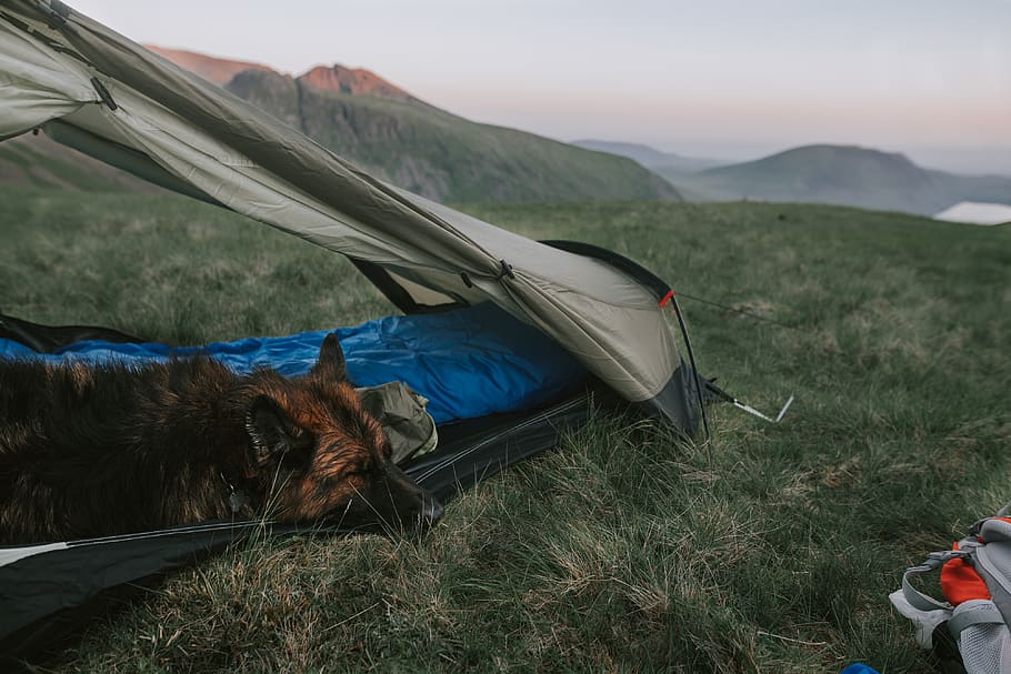 Adult Short-coated Tan and Black Dog Lying on Blue and Gray Dome Tent on Green Grass Field HD wallpaper