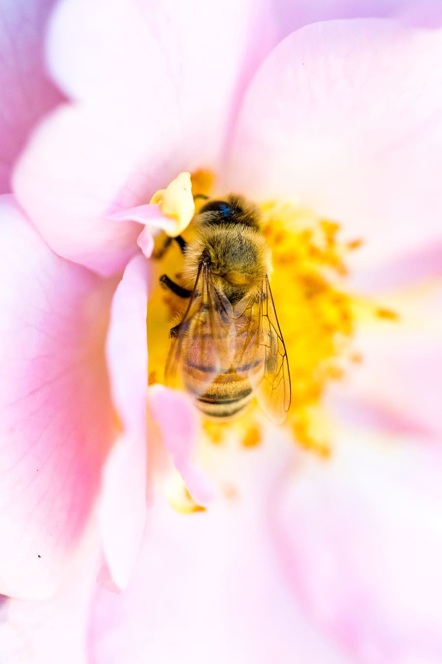 macro photography of yellow and black bee, flower, insect, detail HD wallpaper