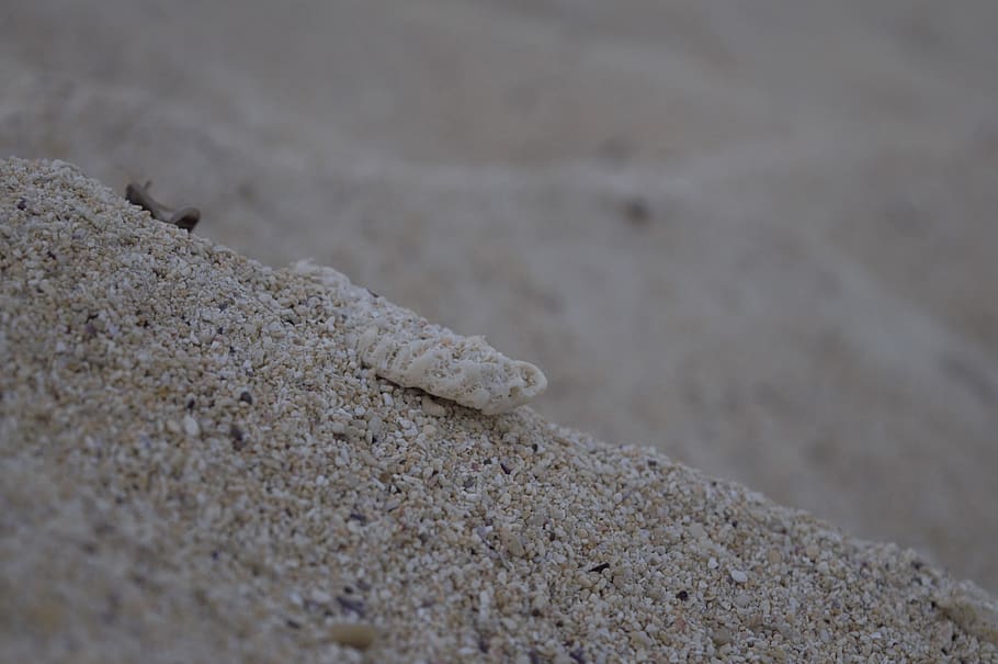 sand, beach, white, grain, shell, land, close-up, day, selective focus HD wallpaper