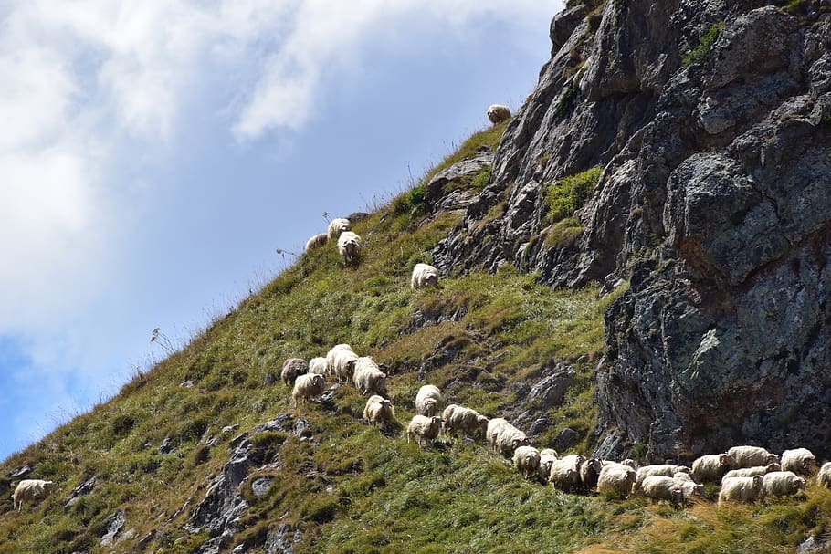 sheep, herd, pyrénées, mountain, pastures, mammal, animal themes HD wallpaper