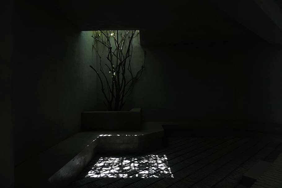 tree, shadow, indoors, plant, no people, home interior, architecture HD wallpaper