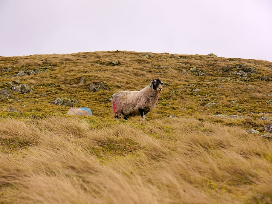 sheep, grass, landscape, rural, agriculture, animal, nature HD wallpaper