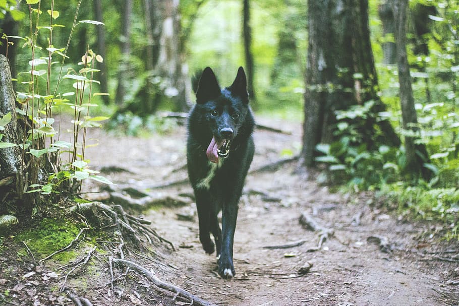 dog, forest, one animal, pets, animal themes, domestic, mammal HD wallpaper