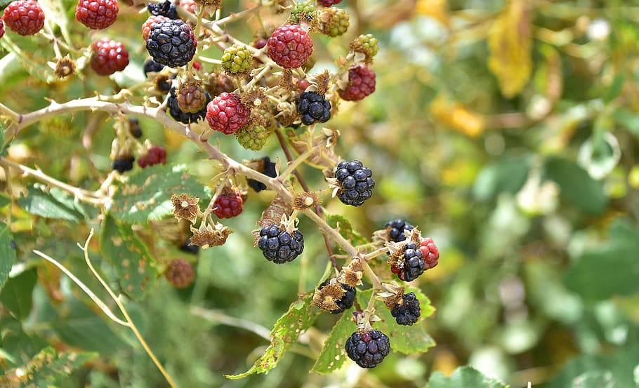 Wild fruits. Заросли дикой ежевики. Растение ежевика Таджикистан. Дикая ежевика цветёт фото. Ежевика как растет в дикой природе.