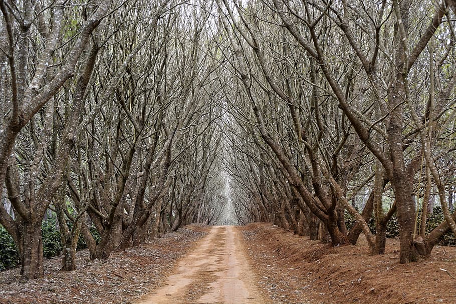 pathway between trees, plant, direction, the way forward, diminishing perspective HD wallpaper