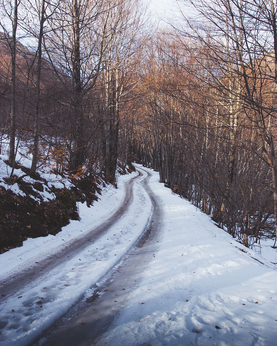 nature, outdoors, snow, tree, plant, winter, road, path, ice HD wallpaper