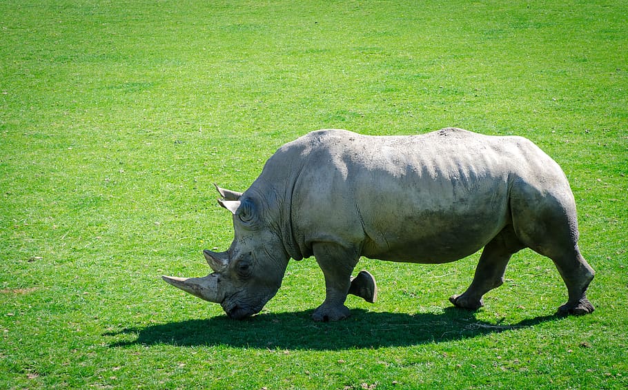lawn, animal, mammal, rhinoceros, horns, grass, green color, HD wallpaper