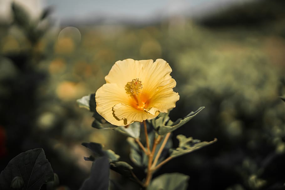 blossom, bloom, ripe, head, depend, ice, winter, night of frost HD wallpaper
