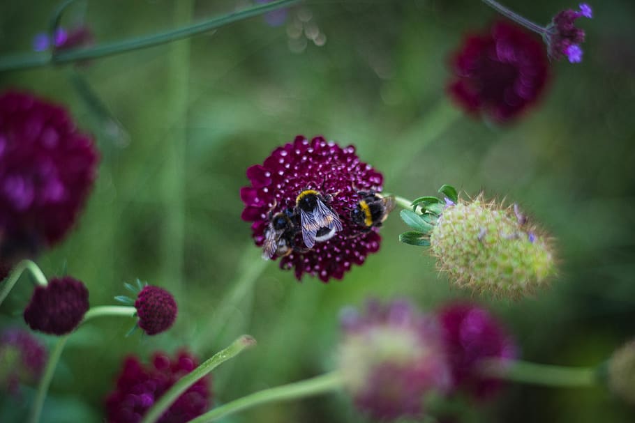 Shallow Focus Photography of Three Bees on Purple Flower, animals HD wallpaper