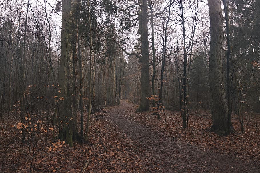 brown footpath, ground, plant, tree, tree trunk, lake esrum, denmark HD wallpaper