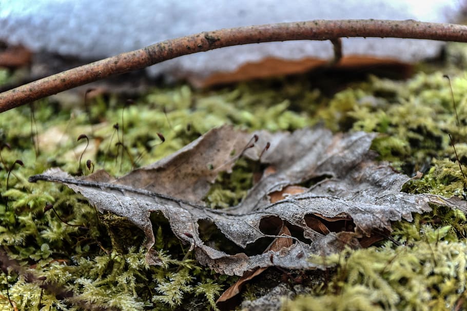 ticket, tree, nature, natural, sprig, grass, winter, selective focus HD wallpaper