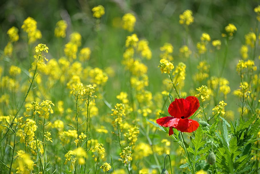 Yellow and Red Flowers, field, flora, grass, plant, poppy, rapeseed HD wallpaper