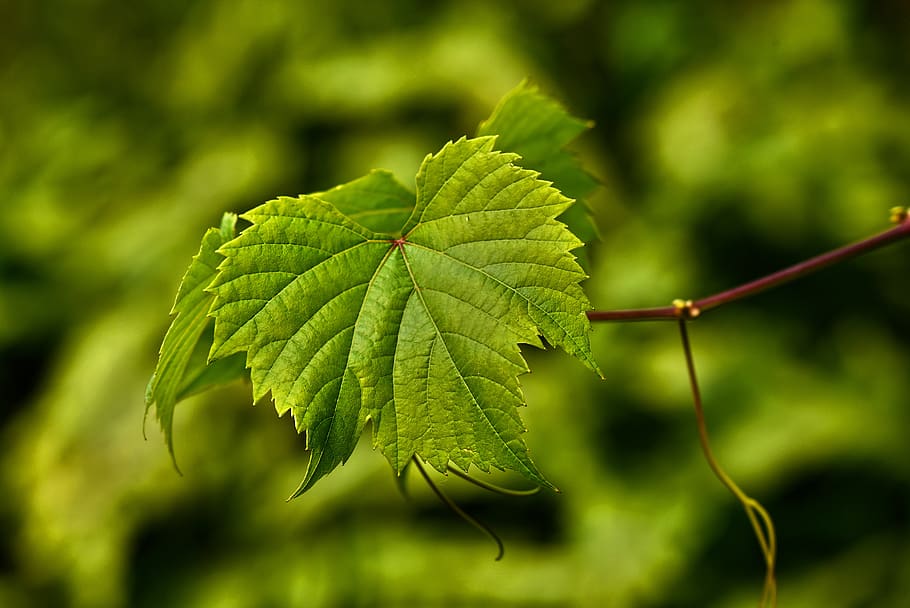 grape vine, leaf, foliage, vein, vineyard, fruit, grape leaves HD wallpaper