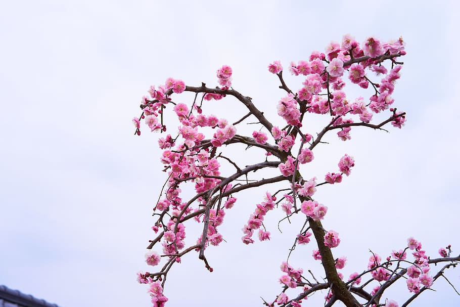pink cherry blossom at daytime, plant, flower, tree, sky, japan, HD wallpaper