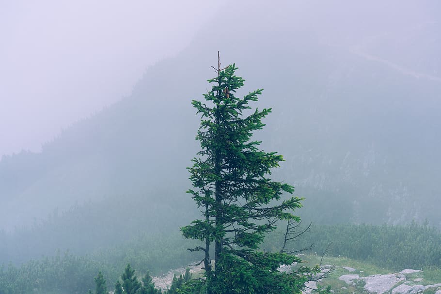 tree, mountain, green, gray, mist, alone, plant, fog, beauty in nature HD wallpaper