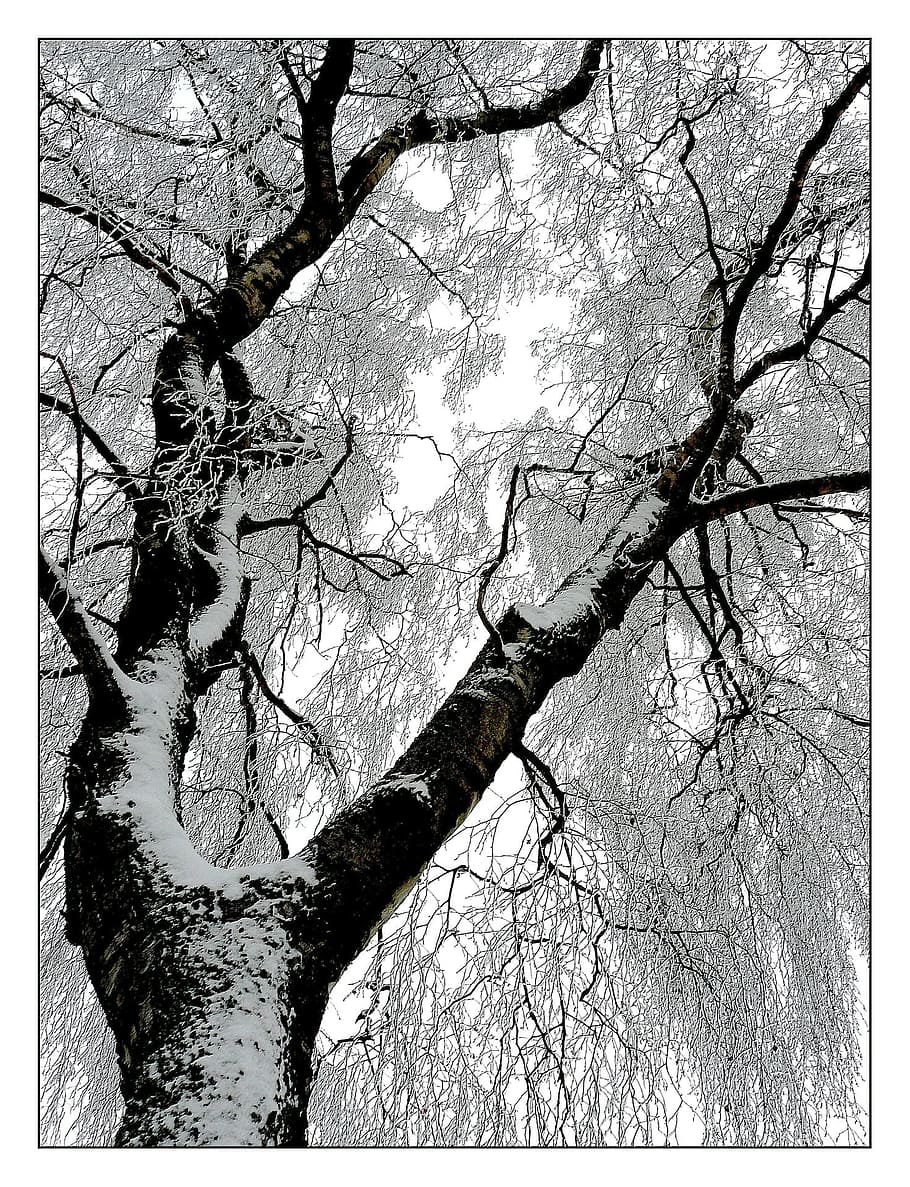 winter, frozen, tree, ice, snow, transfer print, plant, auto post production filter HD wallpaper