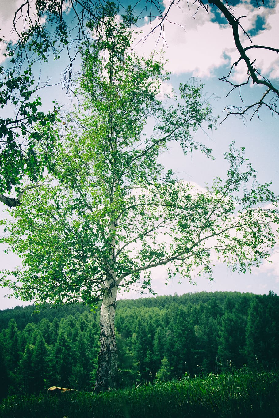 green leafed tree during daytime, plant, beauty in nature, growth HD wallpaper