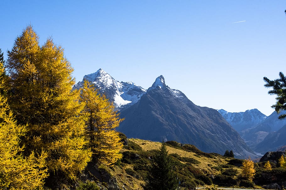 mountains, snow, fall, pine, fall colors, yellow, blue sky HD wallpaper