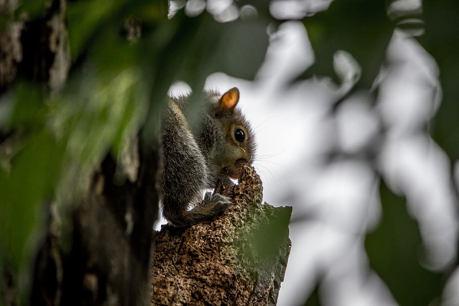 gray squirrel on tree, rodent, animal, mammal, bird, food, eating HD wallpaper