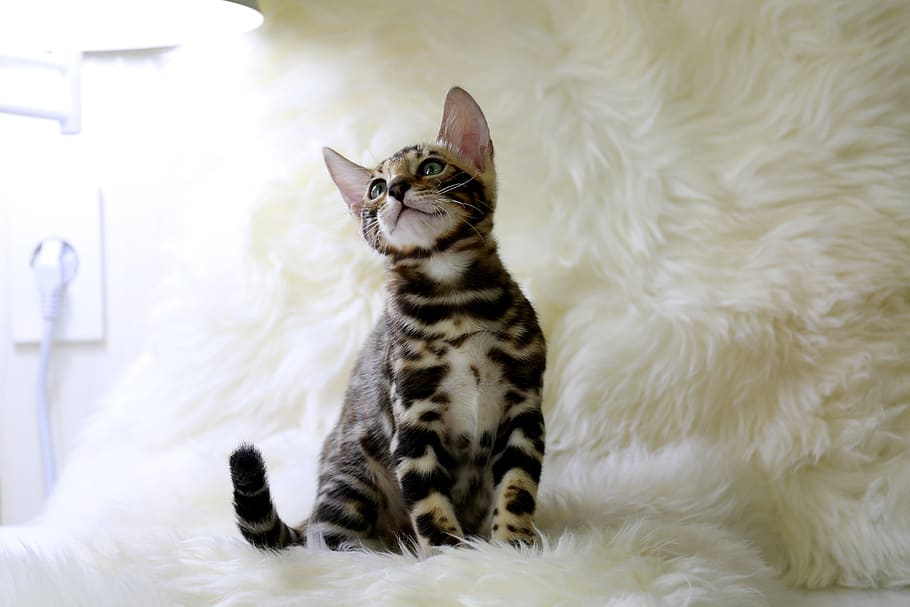 bengal, cat, cat image, baby cats, pets, mix subtle, cattery, HD wallpaper