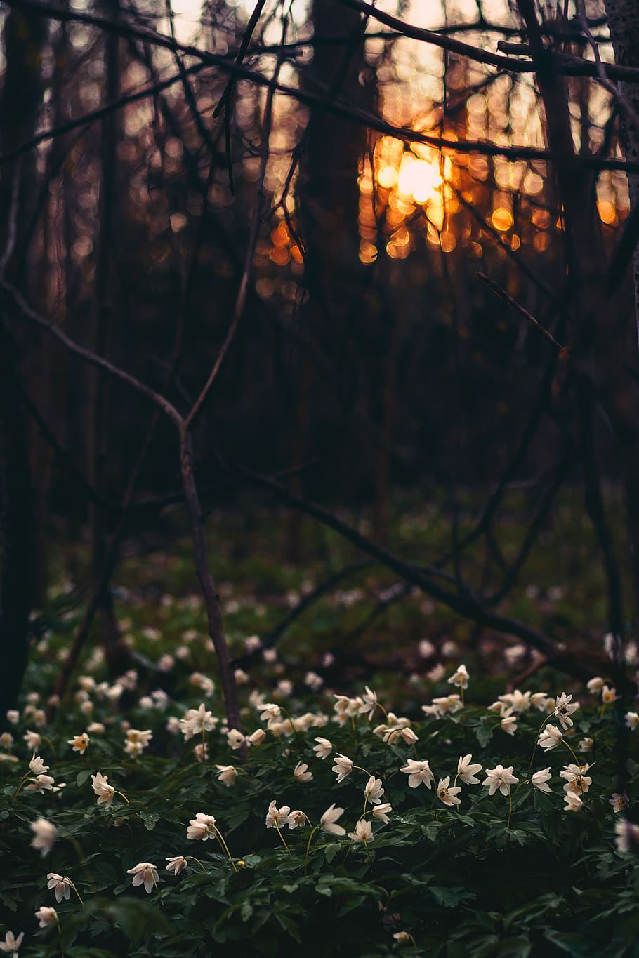 White Flower Field Under Twigs, branches, darkness, environment HD wallpaper