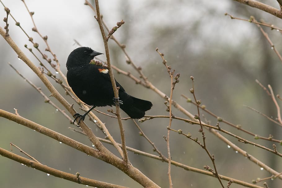 blackbird, redwing, nature, habitat, feathers, animal, wildlife HD wallpaper