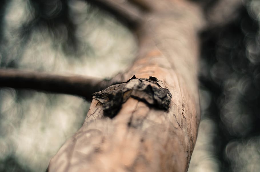 spain, madrid, forest, rain, pine, tree, leaf, leaves, park HD wallpaper