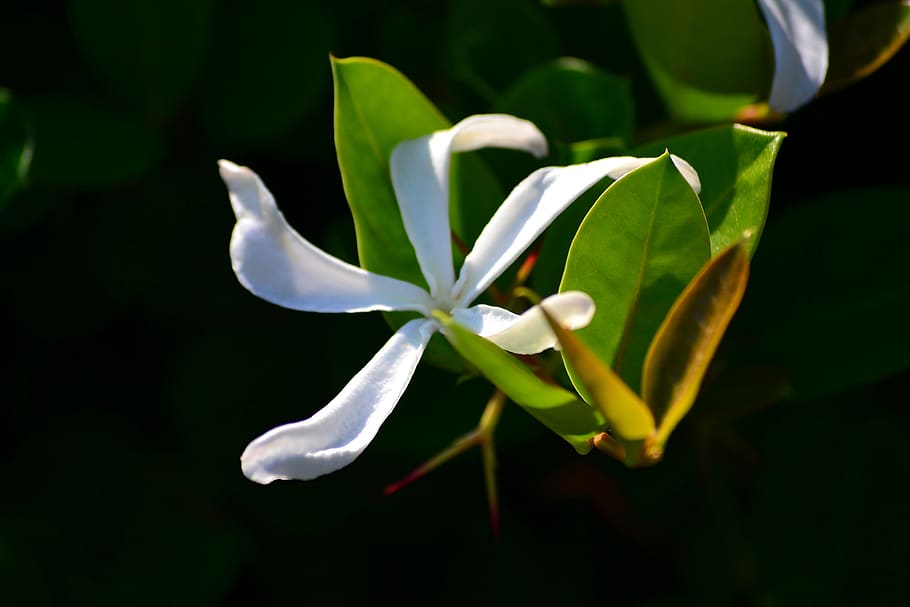 flower, white, plant, spring, color, season, growth, vulnerability HD wallpaper