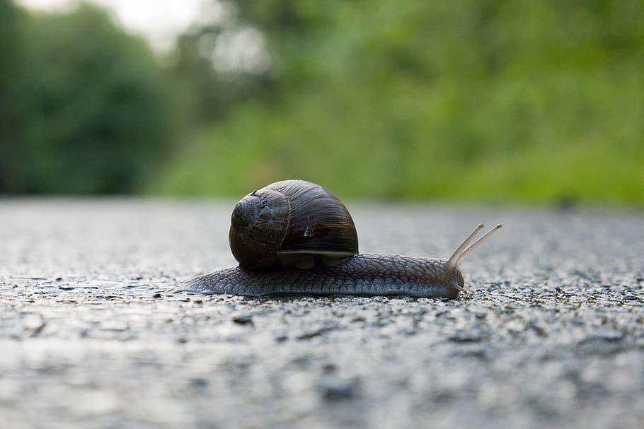 snail, shell, crawl, mollusk, slowly, close up, probe, snail shell HD wallpaper