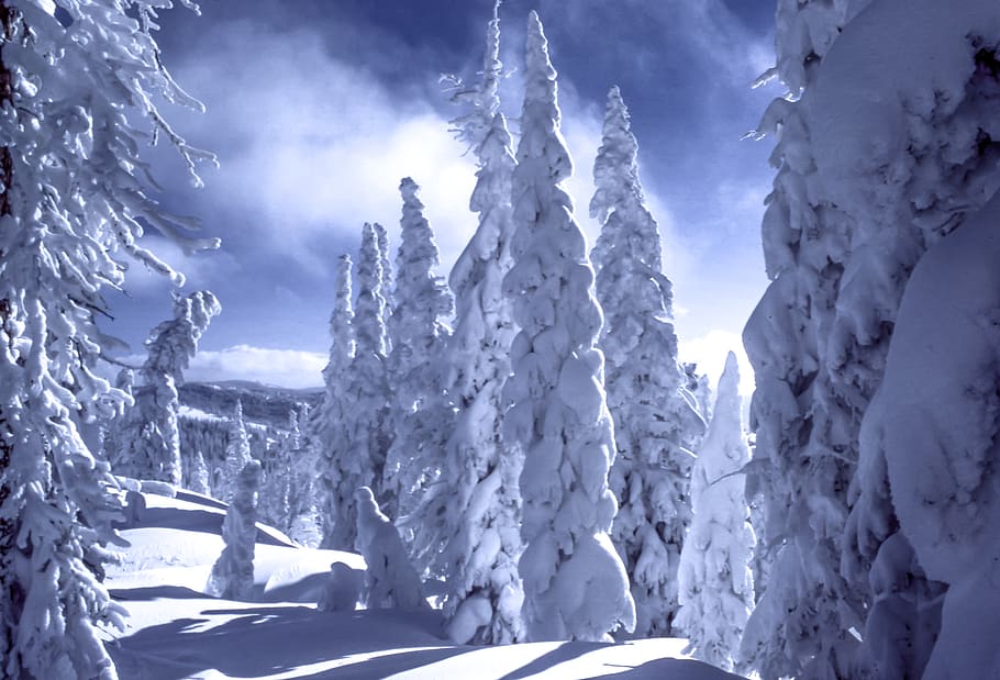winter, snow, trees, blue, white, forest, cold temperature HD wallpaper