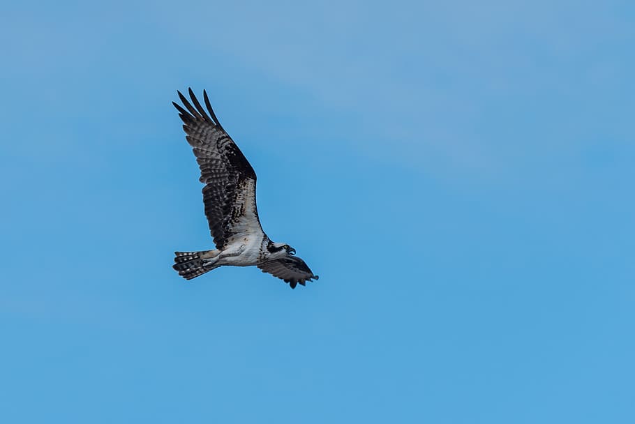 brown bird, animal, buzzard, hawk, united states, gilgo-oak beach-captree HD wallpaper