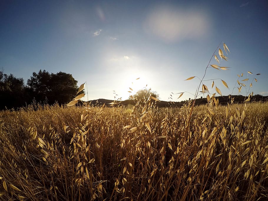 Marshland in an empty field., san diego, united states, first person HD wallpaper