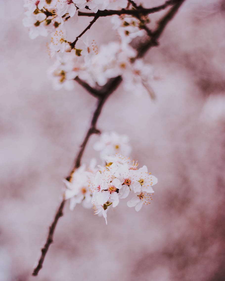 white petaled flower, flowering plant, fragility, branch, tree HD wallpaper