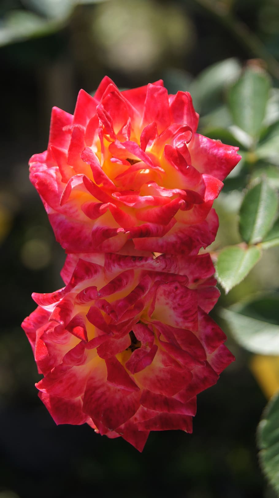 flowers, red, map, greeting, flowering plant, beauty in nature HD wallpaper