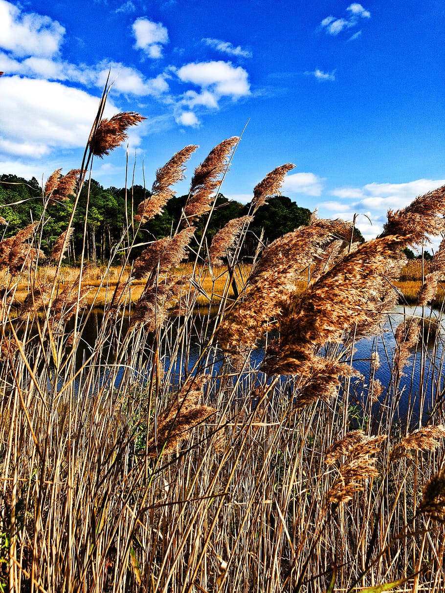nature, bay, wind, sky, cloud - sky, plant, growth, tranquility HD wallpaper