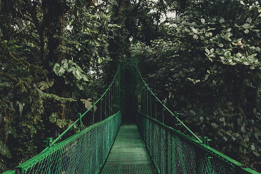 green, trees, plants, nature, outdoor, travel, hanging bridge HD wallpaper