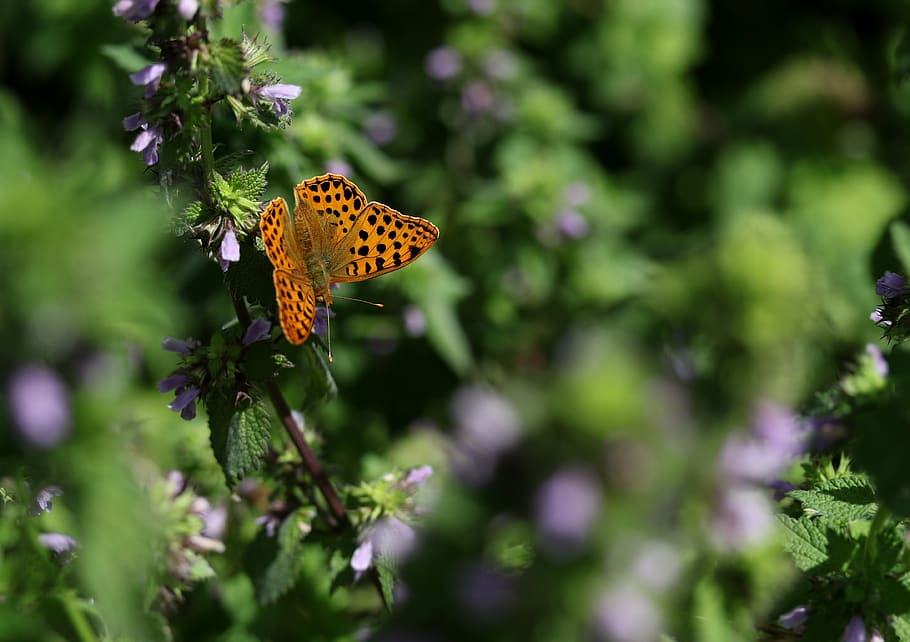 butterfly, brown, wings, insecta, rest, plant, nature, beauty in nature HD wallpaper