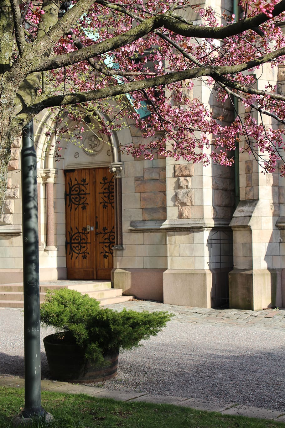 tree, pink, door, flowers, pink flowers, church, backyard, bush HD wallpaper