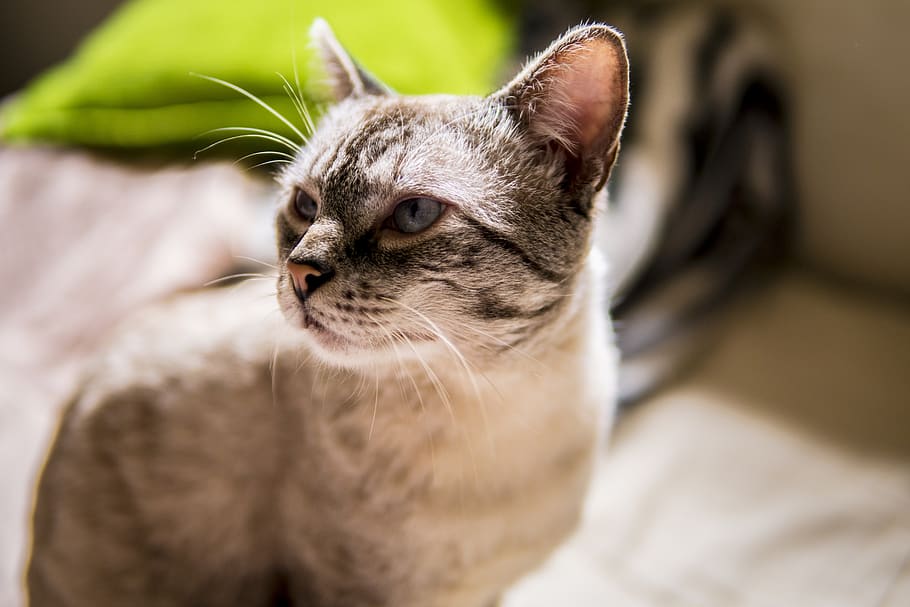 cat, animal, thoughtful, one animal, animal themes, domestic HD wallpaper