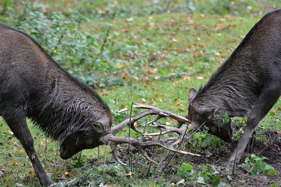 Two Male Deer Fighting during Daylight, animals, antlers, grass HD wallpaper