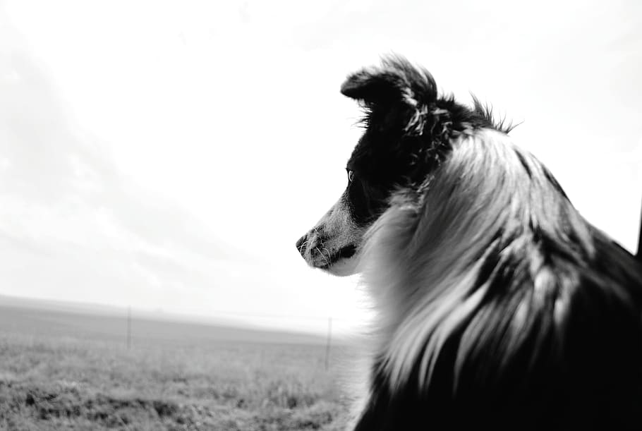 dog, pet, animal, mammal, canine, south africa, hound, collie, HD wallpaper