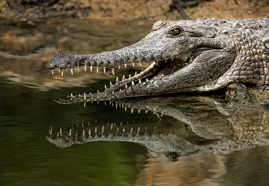 grey alligator, crocodile, reptile, animal, animal themes, animal wildlife HD wallpaper