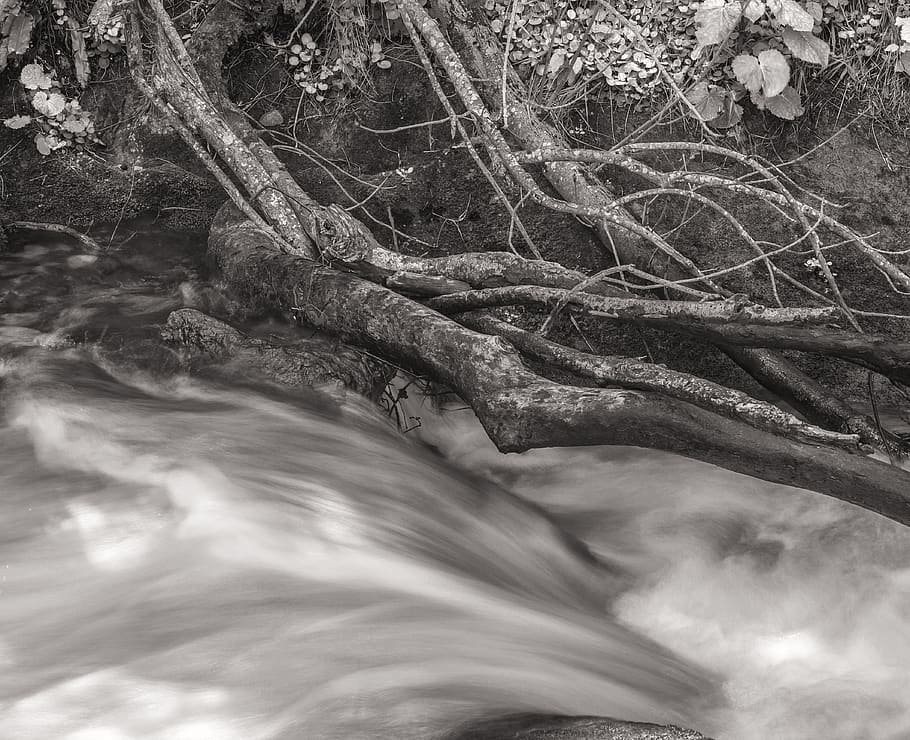 river, trees, nature, plant, day, no people, land, branch, beauty in nature HD wallpaper