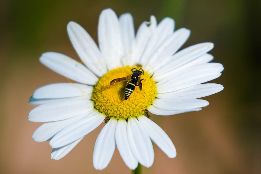 bee, flower, daisy, flowering plant, invertebrate, petal, fragility HD wallpaper