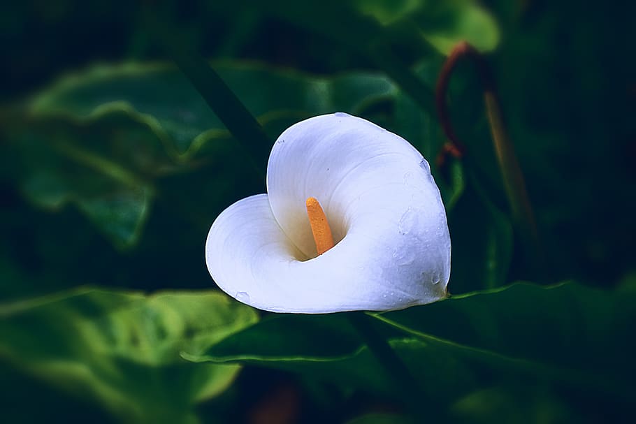 flower, nature, romantic, spring, garden, petals, beauty, flowering plant HD wallpaper