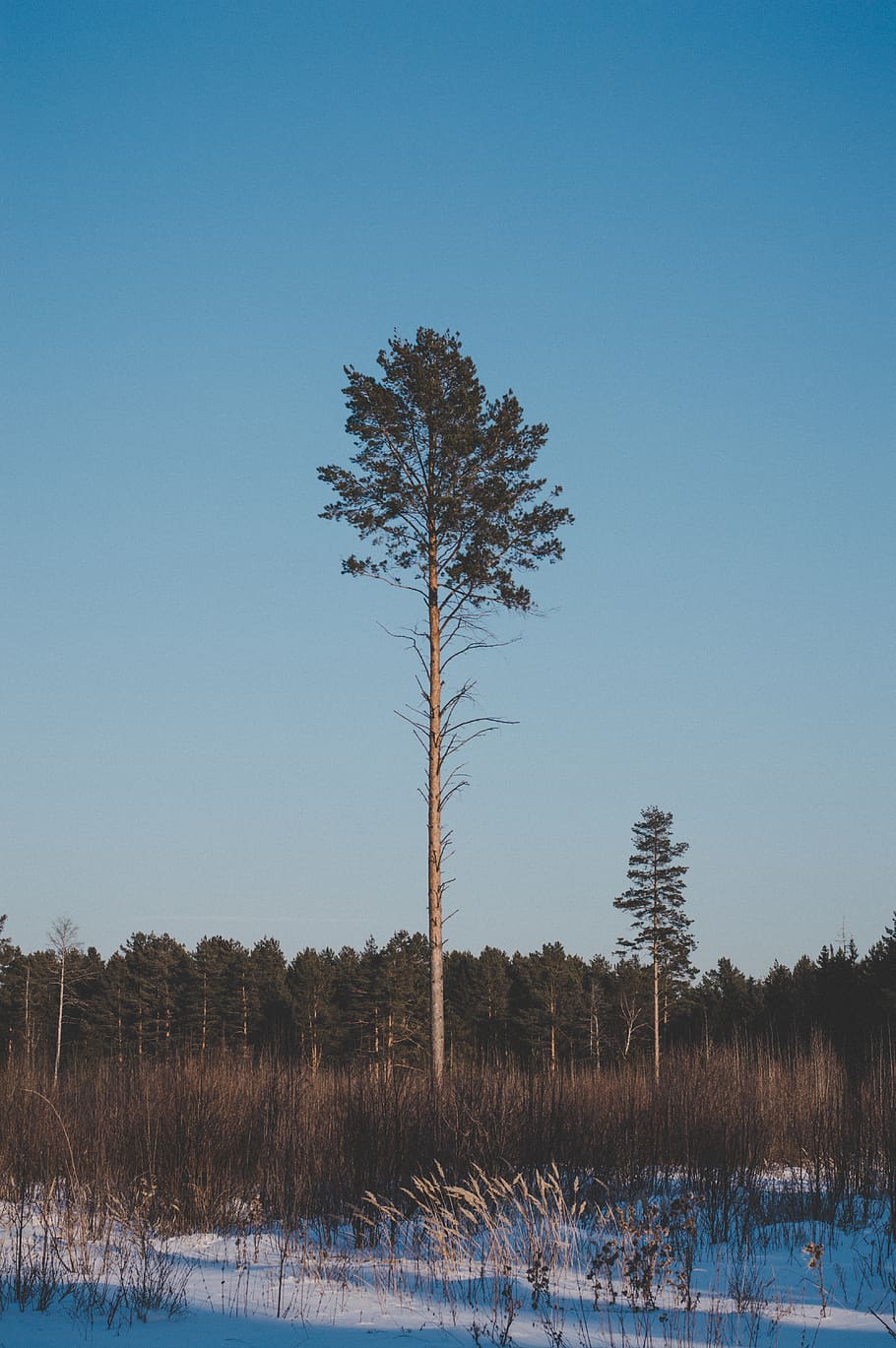 Landscape Photography of Green Leaf Tree, background, blue sky HD wallpaper