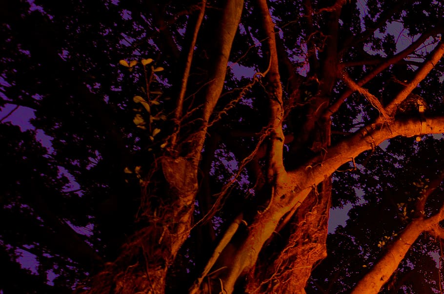 green leaf tree during night time, outdoors, light, forest, nature HD wallpaper