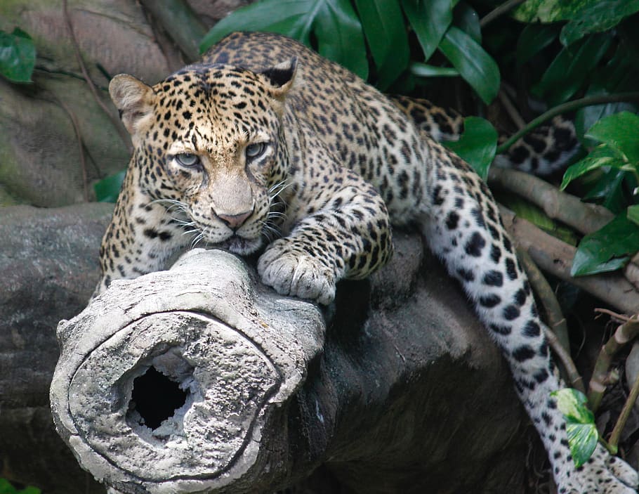 zoo, safari, wildlife, leopard, big cat, feline, animal, animal wildlife HD wallpaper