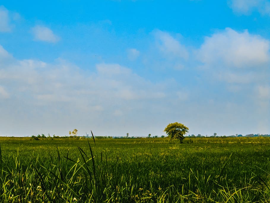 HD wallpaper: pakistan, shadi large, farm, farmland, farming, tree ...