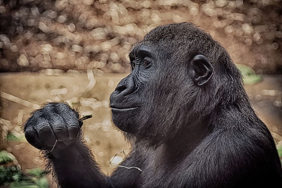 gorilla, monkey, animal, zoo, furry, omnivore, portrait, tierpark hellabrunn HD wallpaper